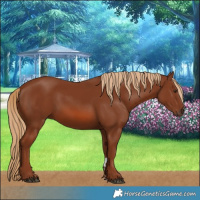 Horse Color:Chestnut 