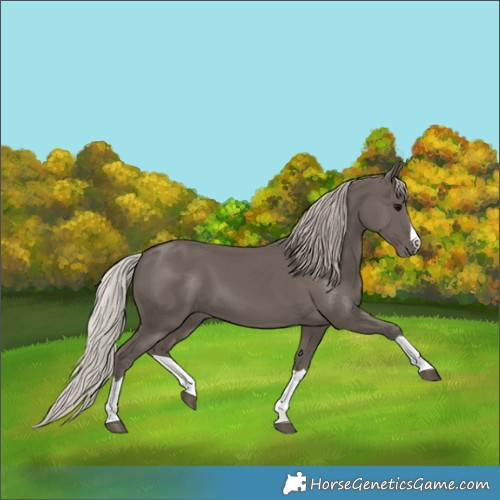 Horse Color:Silver Black Splash