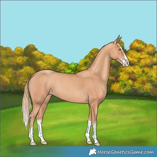 Horse Color:Gold Champagne Splash