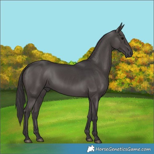 Horse Color:Smoky Black 
