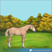 Horse Color:Gold Champagne Splash