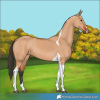 Horse Color:Bay Dun Tobiano 