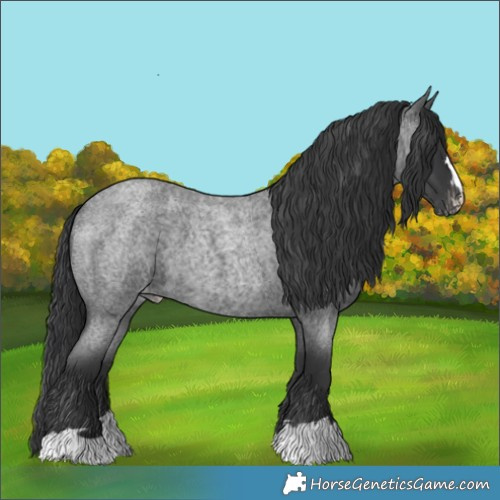 Horse Color:Blue Roan Varnish