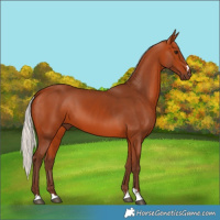 Horse Color:Silver Bay 