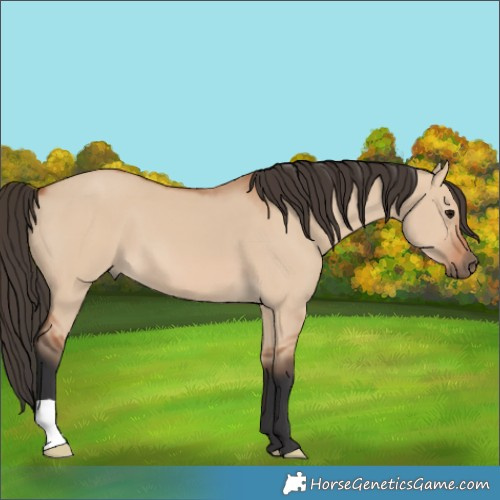 Horse Color:Bay Dun 