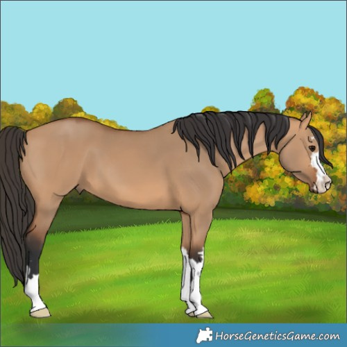 Horse Color:Bay Dun 