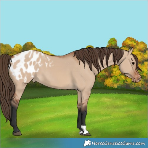Horse Color:Bay Dun Varnish