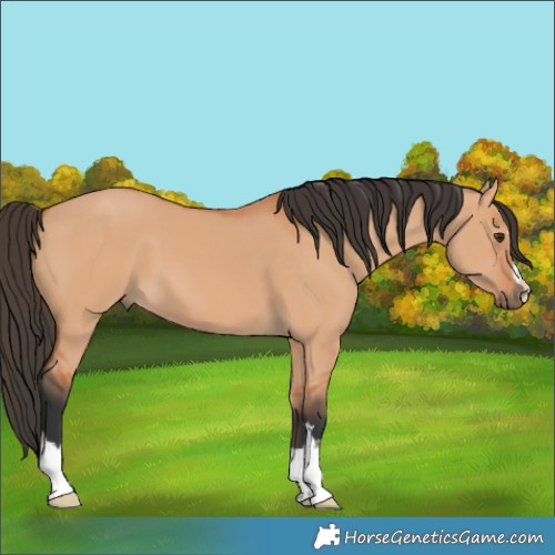 Horse Color:Bay Dun