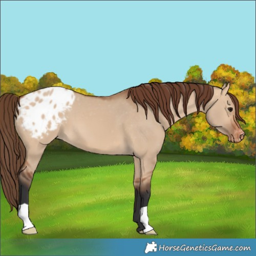 Horse Color:Bay Dun Varnish