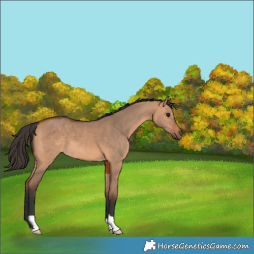 Horse Color:Bay Dun 