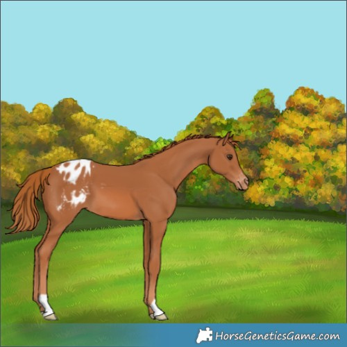 Horse Color:Chestnut Varnish 
