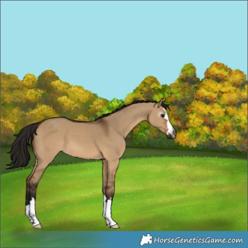Horse Color:Gray Bay Dun 