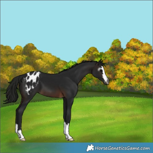 Horse Color:Gray Brown Blanket 