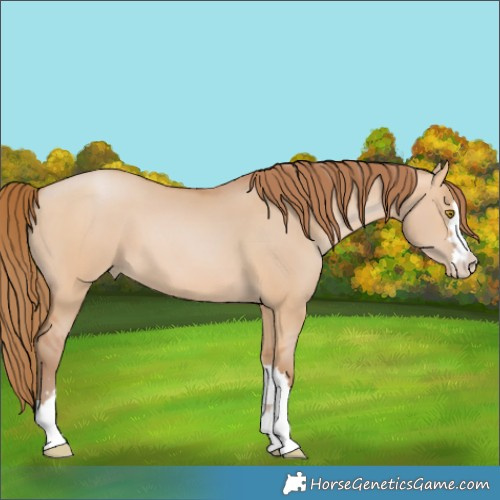 Horse Color:Bay Pearl Dun 