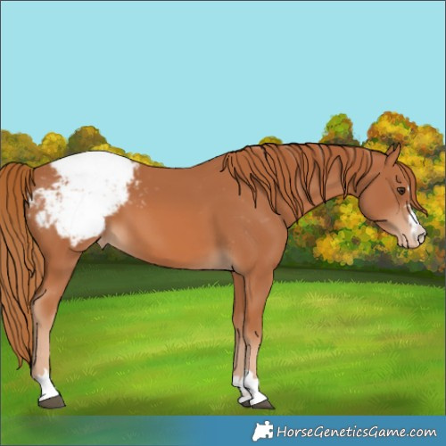 Horse Color:Chestnut Snowcap 