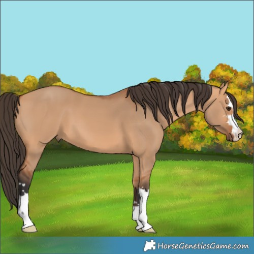 Horse Color:Bay Dun