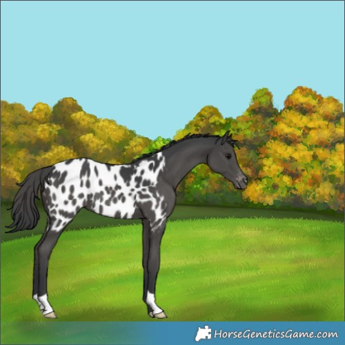 Horse Color:Black Blanket 