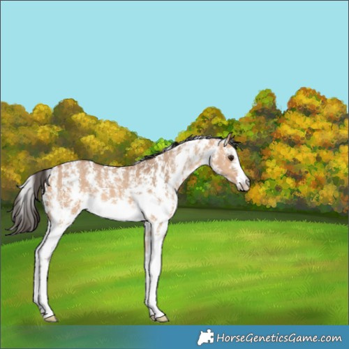 Horse Color:Bay Dun Sabino 