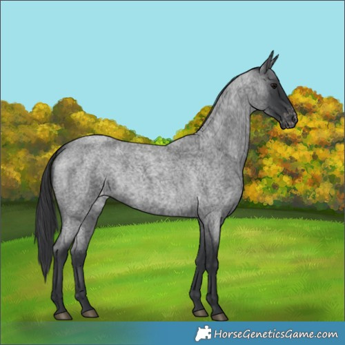 Horse Color:Blue Roan Appaloosa 