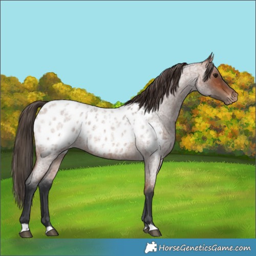Horse Color:Bay Roan Appaloosa 