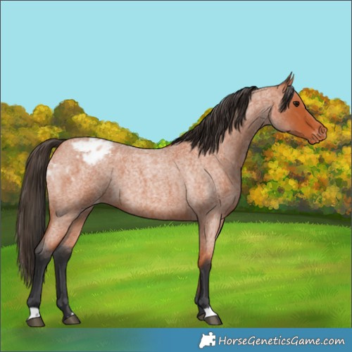 Horse Color:Bay Roan Appaloosa 