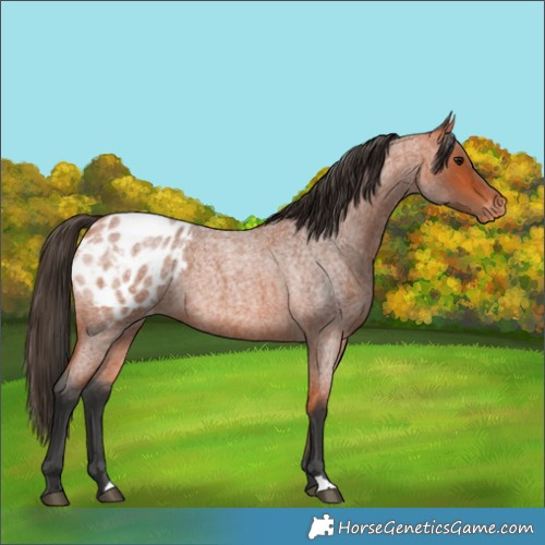 Horse Color:Bay Roan Appaloosa 
