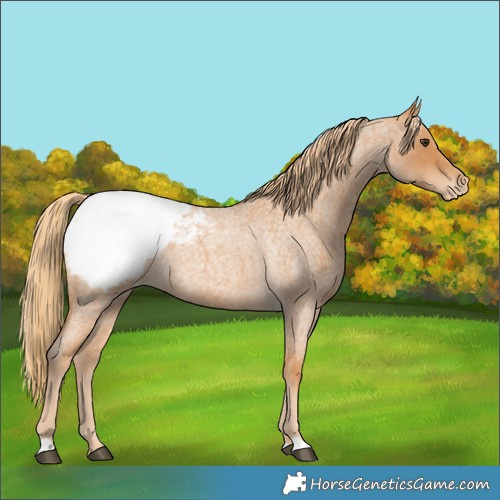 Horse Color:Red Roan Appaloosa 