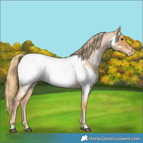 Horse Color:Red Roan Appaloosa 