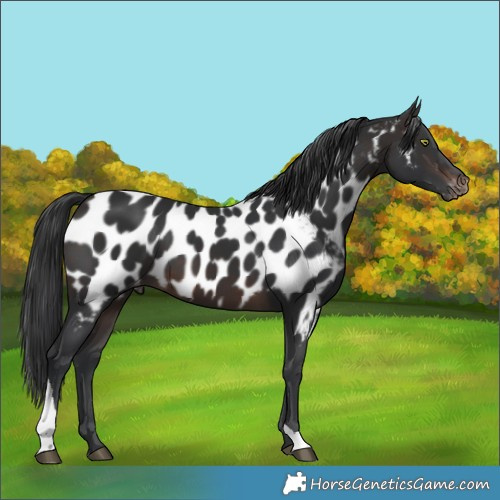 Horse Color:Brown Mushroom Tobiano Appaloosa 