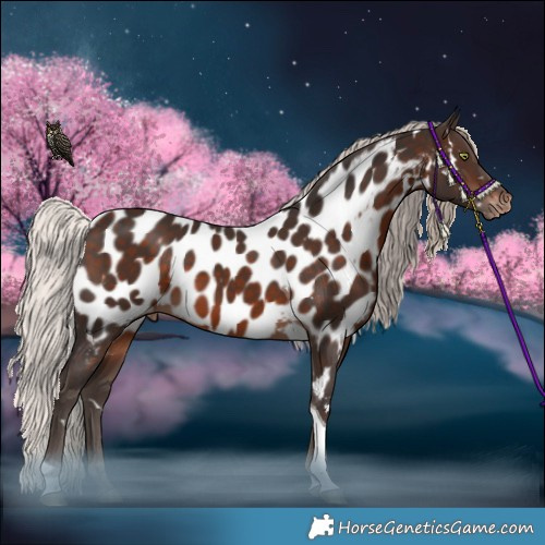 Horse Color:White Spotted Silver Brown Mushroom Tobiano Appaloosa 