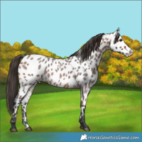 Horse Color:Bay Roan Frame Appaloosa 