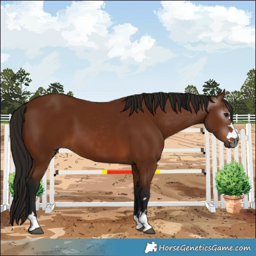 Horse Color:Gray Bay 