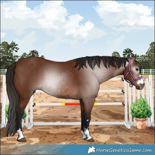 Horse Color:Gray Bay 