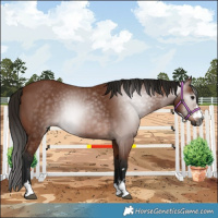 Horse Color:Gray Bay 