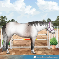 Horse Color:Gray Bay