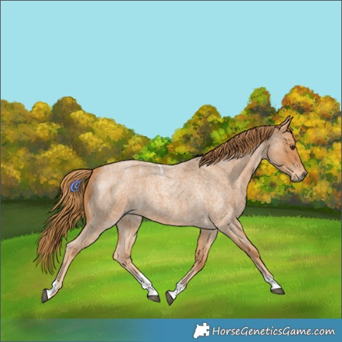 Horse Color:Red Roan Tobiano 
