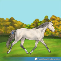 Horse Color:Buckskin Varnish 