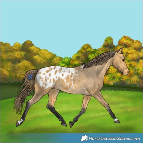 Horse Color:Buckskin Appaloosa 