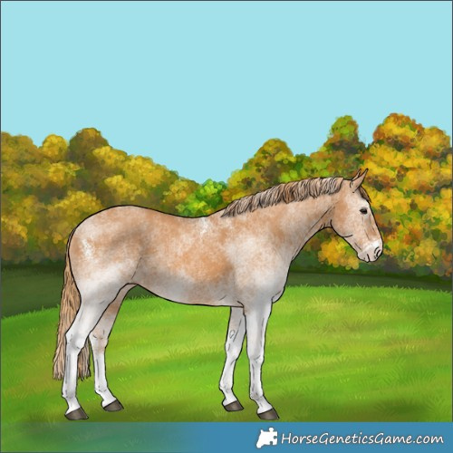 Horse Color:White Spotted Chestnut 