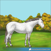 Horse Color:Bay Roan Splash Appaloosa