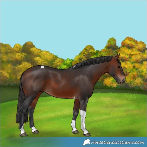 Horse Color:Bay Tobiano