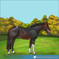 Horse Color:Bay Tobiano 