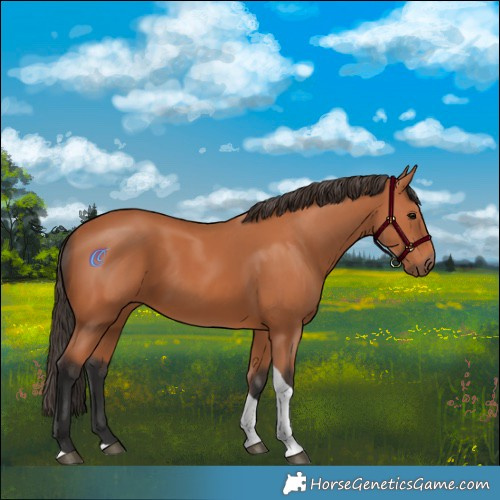 Horse Color:Bay Tobiano 