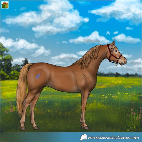 Horse Color:Gray Chestnut 