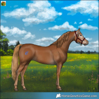 Horse Color:Gray Chestnut 