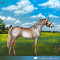 Horse Color:Gray Chestnut 