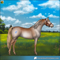 Horse Color:Gray Chestnut