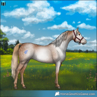Horse Color:Gray Chestnut 