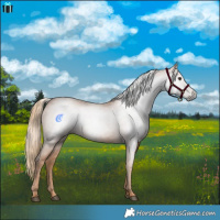 Horse Color:Gray Chestnut 
