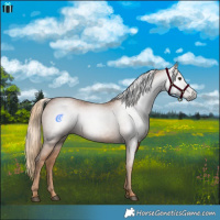 Horse Color:Gray Chestnut 